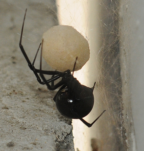 BLACK WIDOW SPIDER lifts her egg sac. (Photo by Kathy Keatley Garvey)