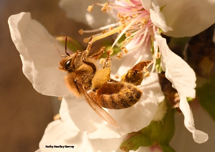 A honey bee pollinating an almond blossom. (Photo by Kathy Keatley Garvey)