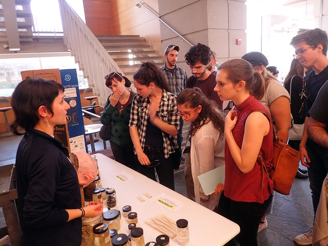 Visitors expressed awe and wonder  at the nematode collection during the UC Davis Biodiversity Museum Day. At left, staffing the table, is UC Davis diagnostic parasitologist Lauren Camp, who received her doctorate from UC Davis. (Photo by Kathy Keatley Garvey)