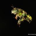 An orchid bee in flight. UC Davis researcher Santiago Ramirez will discuss his work at the fourth annual UC Davis Bee Sympoisum on March 3. (Photo by Santiago Ramirez)