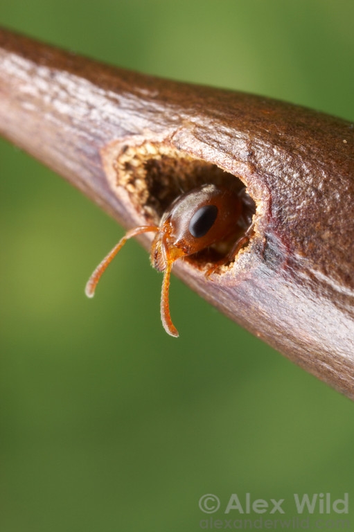 A big-eyed ant snuggled inside her nest entrance within a bullhorn acacia (her mutualist species). (Copyrighted photo by Alex Wild. Used with permission)
