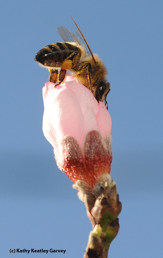 A honey bee waiting for a nectarine blossom to yield its nectar. (Photo by Kathy Keatley Garvey)