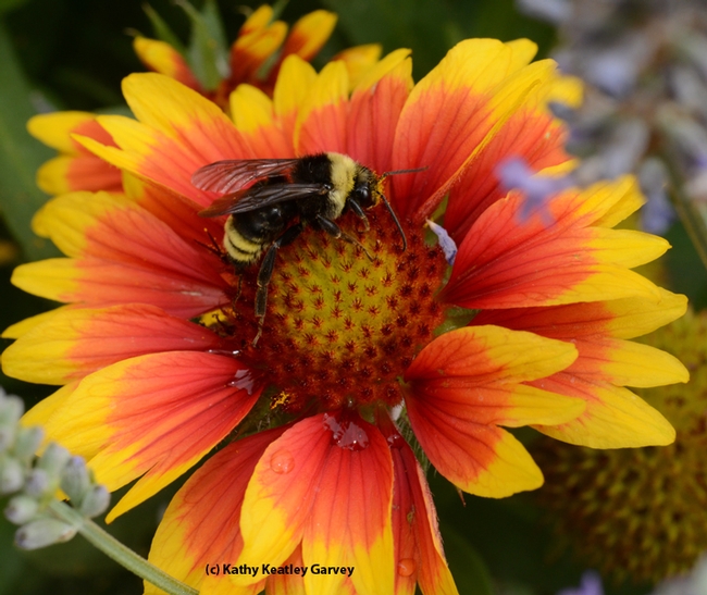 A black-tailed bumble bee, Bombus californicus, forages on a Gaillardia. (Photo by Kathy Keatley Garvey)