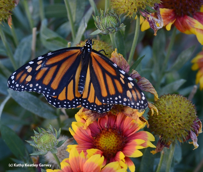A monarch butterfly, Danaus plexippus, spreads its wings on a Gaillardia. (Photo by Kathy Keatley Garvey)