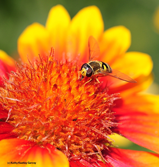 A syrphid fly, also called a  hover fly or flower fly, stakes out a Gaillardia. (Photo by Kathy Keatley Garvey)