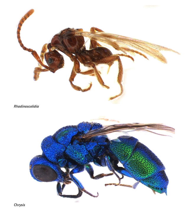 Comparison of Rhadinoscelidia (top) and Chrysididae. (Photo courtesy of Lynn Kimsey)
