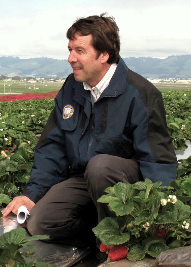 IPM specialist Frank Zalom, UC Davis distinguished professor of entomology and Extension entomologist, checks over a strawberry field.