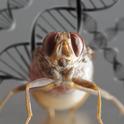This amazing photo of a tsetse fly (Glossina genus) is the work of UC Davis medical entomologist Geoffrey Attardo. His lab 