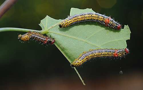 REDHUMPED CATERPILLARS dining on a leaf of a redbud tree. (Photo by Kathy Keatley Garvey)