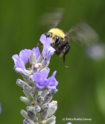 A yellow-faced bumble bee,  Bombus vosnesenskii, buzzes over to a patch of lavender. (Photo by Kathy Keatley Garvey)