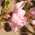 A honey bee pollinating a nectarine blossom in Vacaville, Calif. (Photo by Kathy Keatley Garvey)