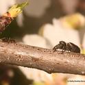 A winter ant, Prenolepis imparis, encounters a Phidippus,  jumping spider in an almond tree on Bee Biology Road, UC Davis. (Photo by Kathy Keatley Garvey)