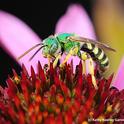 A close-up of a male green sweet bee, Agapostemon texanus, nectaring on a coneflower, Rudbeckia. (Photo by Kathy Keatley Garvey)