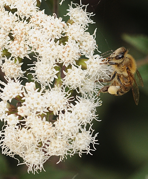 HONEY BEE forages on Joe-Pye Weed, a perennial that blooms in the late summer and early fall. (Photo by Kathy Keatley Garvey)