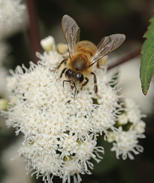 CLOSE-UP of a honey bee on Joe-Pye Weed (Eupatorium purpureum). (Photo by Kathy Keatley Garvey)