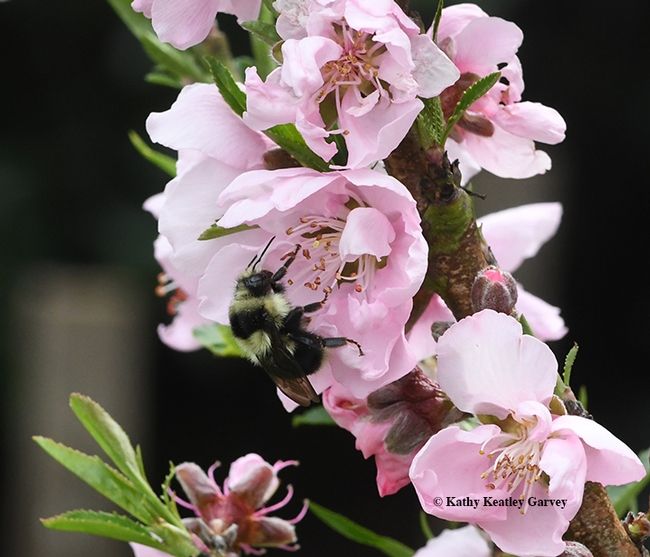 The black-tailed bumble bee, Bombus melanopygus, forages on nectarine blossoms. (Photo by Kathy Keatley Garvey)