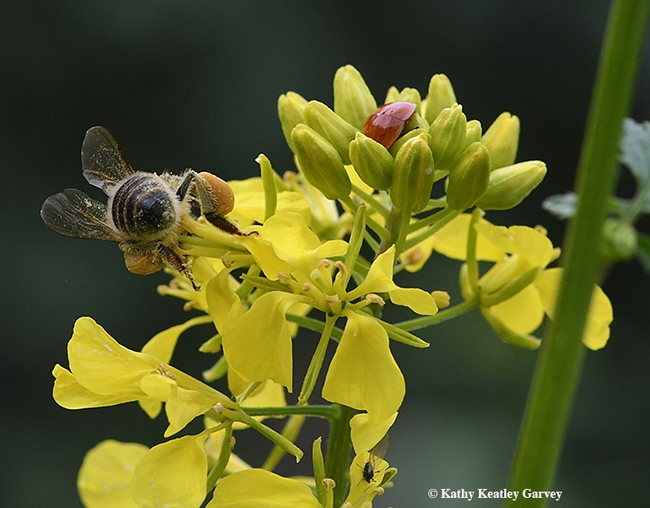 A honey bee and a lady beetle, aka lady bug, thrust deep inside a mustard blossom. (Photo by Kathy Keatley Garvey)
