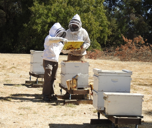 This was the scene at the Harry H. Laidlaw Research Facility, UC Davis, for a testing of applicants for the California Master Beekeeper Program. (Photo by Kathy Keatley Garvey)