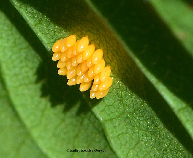 These are lady beetle eggs. (Photo by Kathy Keatley Garvey)