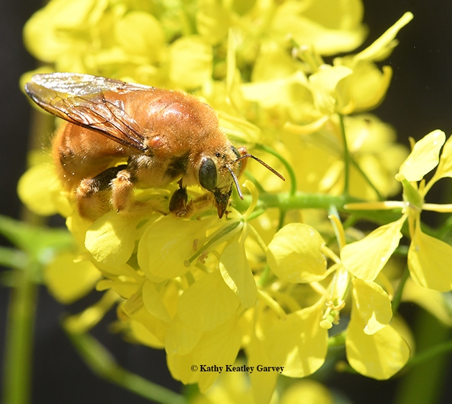 A male Valley carpenter bee, Xylocopa varipuncta, nectars on a a mustard blossom in Vacaville, Calif. on Sunday, March 25. (Photo by Kathy Keatley Garvey)