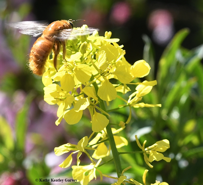 We have lift-off! The teddy bear bee, Xylocopa varipuncta,leaves a mustard blossom. (Photo by Kathy Keatley Garvey)