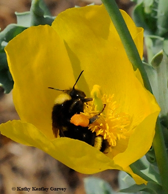 Kate Frey: Bee Gardens Make Us Happy - Bug Squad - ANR Blogs