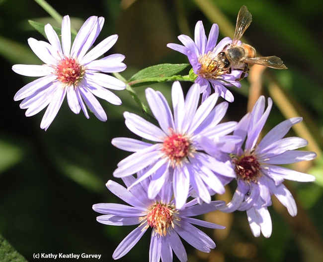 Honey bee nectaring on an aster. Many asters will be for sale at UC Davis on Saturday, April 7. (Photo by Kathy Keatley Garvey)