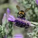 A male mountain carpenter bee, Xyclocopa tabaniformis orpifex, nectaring on Spanish lavender. (Photo by Kathy Keatley Garvey)