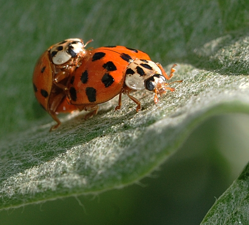 LADYBUGS on artichoke leaf. Soon, more beneficial insects in the garden. (Photo by Kathy Keatley Garvey)