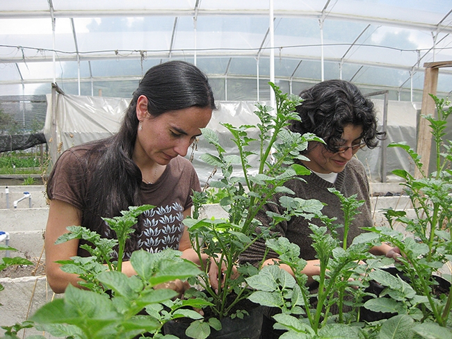 Katja Poveda (left), assistant professor of entomology at Cornell, working on potatoes in her greenhouse.