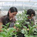 Katja Poveda (left), assistant professor of entomology at Cornell, working on potatoes in her greenhouse.