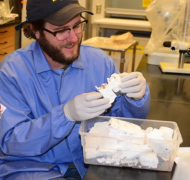 Trevor Fowles, a second-year doctoral student in the UC Davis Department of Entomology and Nematology, with his mealworms. (Photo by Kathy Keatley Garvey)