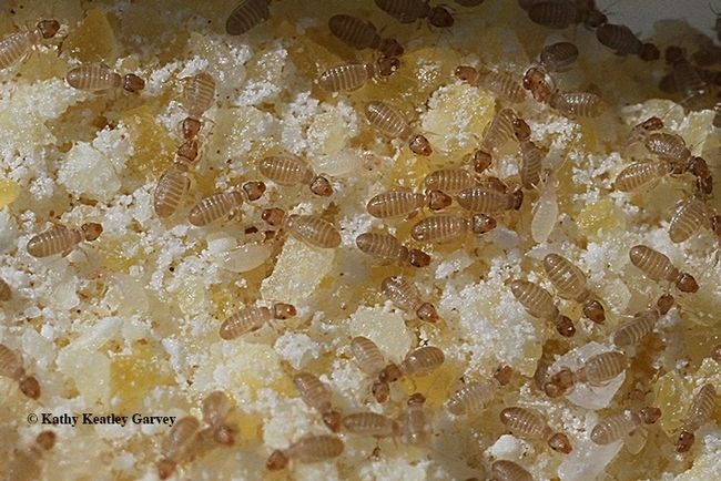 Booklice, Liposcelis bostrychophila, in cornmeal. This image was taken with a Canon MPE-65mm lens. The bugs are five times their life size. (Photo by Kathy Keatley Garvey)