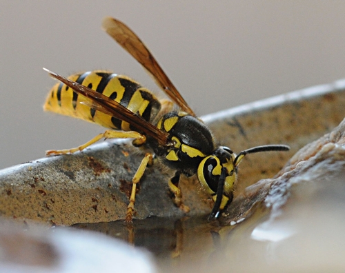 PESTY YELLOWJACKET--A Western yellowjacket (Vespula pensylvanica) sips water from a watering device at the Harry H. Laidlaw Jr. Honey Bee Research Facility at the University of California, Davis. (Photo by Kathy Keatley Garvey)