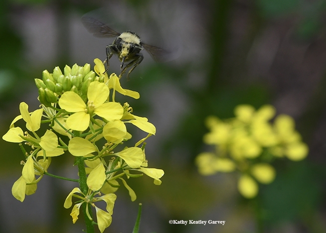 A pollen-laded yellow-faced bumble bee, Bombus vosnesenskii, buzzes toward a mustard blossom. (Photo by Kathy Keatley Garvey)