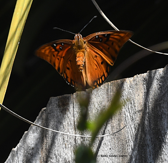Gulf Fritillary (Agraulis vanillae) soars over a fence to lay its eggs on its host plant, the passionflower vine. (Photo by Kathy Keatley Garvey)