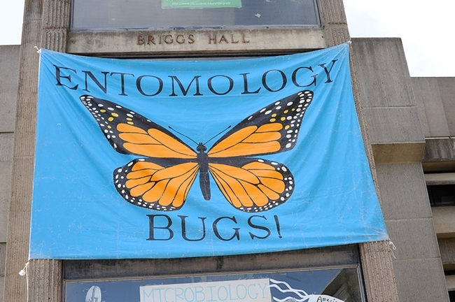 A monarch butterfly banner signals the opening of UC Davis Picnic Day activities at Briggs Hall. (Photo by Kathy Keatley Garvey)