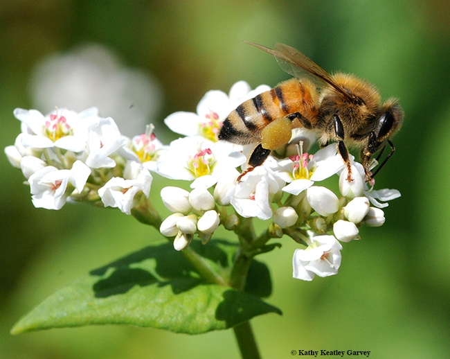 A honey bee gathering nectar from a buckwheat blossom. Buckwheat honey will be among the offerings at the honey tasting booth Saturday, April 21 at Briggs Hall during the UC Davis Picnic Day. (Photo by Kathy Keatley Garvey)