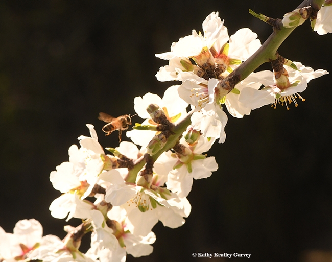 A honey bee heads for almond blossoms. Almond honey will be among the offerings at the honey tasting booth Saturday, April 21 at Briggs Hall during the UC Davis Picnic Day. (Photo by Kathy Keatley Garvey)