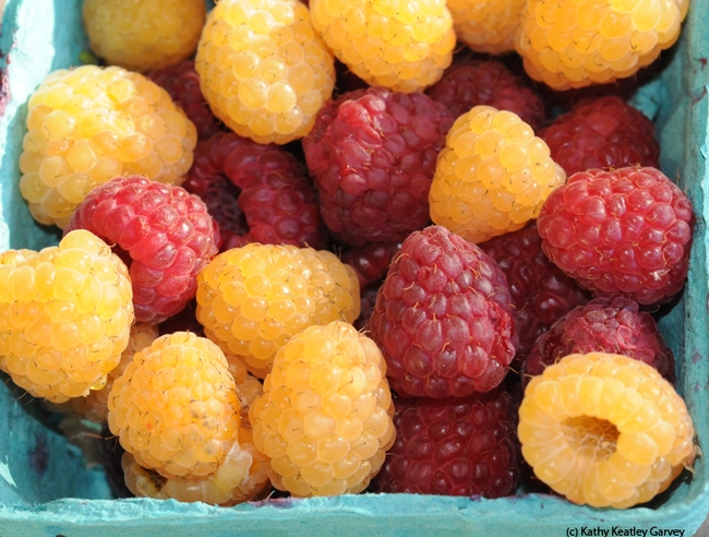 Yum! Raspberries! But have you ever tasted raspberry honey? It will be offered at the Honey Tasting at Briggs Hall on April 21. (Photo by Kathy Keatley Garvey)