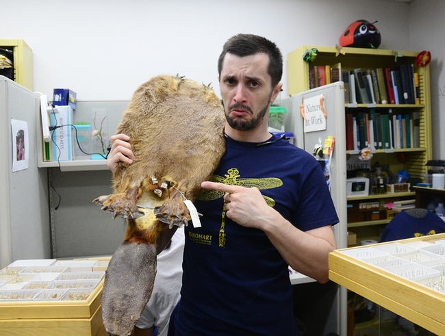 Entomology student and Bohart Museum associate Wade Spencer grimaces for the camera as he holds a beaver pelt and points to where a parasite lives. (Photo by Kathy Keatley Garvey)