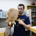 Entomology student and Bohart Museum associate Wade Spencer grimaces for the camera as he holds a beaver pelt and points to where a parasite lives. (Photo by Kathy Keatley Garvey)