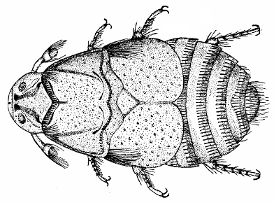 Beaver beetle parasite, Platyspyllus castoris. (Illustration courtesy of C. V. Riley, Wikipedia)