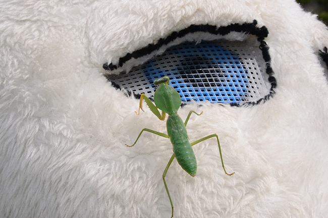 Eye to eye with a praying mantis. The costumed character, 