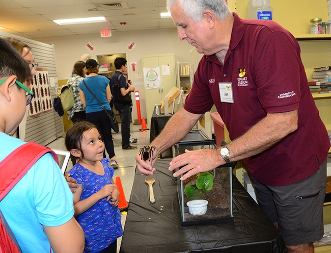 Bohart associate Jeff Smith shows Snuggles, a rose-haired tarantula, to inquiring youngsters. (Photo by Kathy Keatley Garvey)