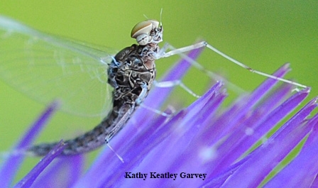 An adult mayfly on an artichoke blossom. Mayflies are the primary source of models for artificial flies--hooks tied with colorful  threads and feathers--used in fly fishing. (Photo by Kathy Keatley Garvey)