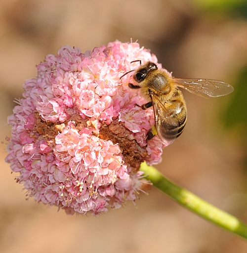 A HONEY BEE nectars red buckwheat. (Photo by Kathy Keatley Garvey)