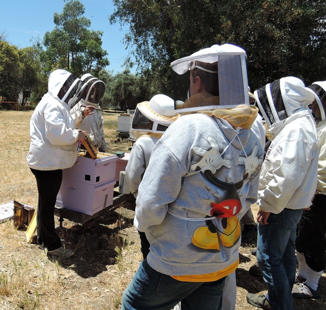 Extension apiculturist Elina Lastro Niño (left) demonstrates how to open a hive to a UC Davis summer camp. She'll be giving three live bee demonstrations at the California Honey Bee Festival: the first at 11:15, then 1 p.m. and the third at 3:45 in the bee tent. (Photo by Kathy Keatley Garvey)
