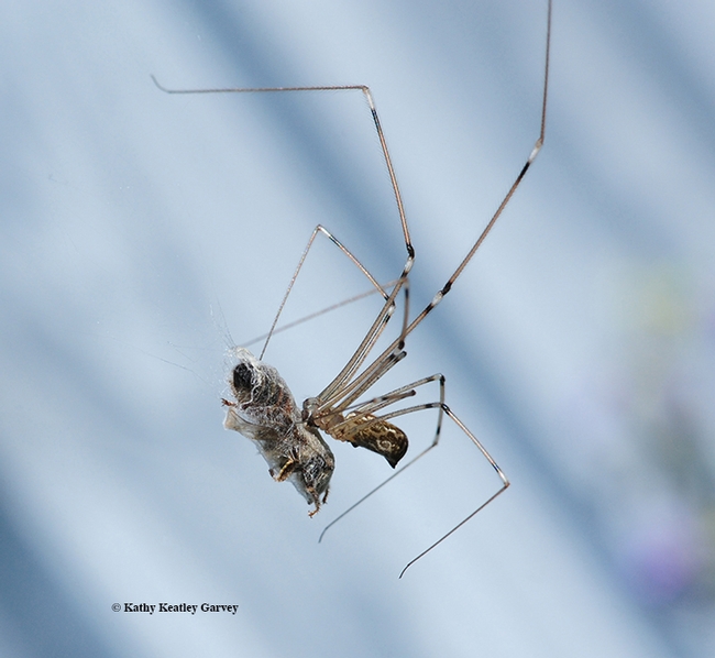 Spiders will draw attention at the California Honey Festival. A UC Davis class will discuss how spiders hunt. This is a cellar spider that nailed a honey bee and is wrapping it for later consumption. (Photo by Kathy Keatley Garvey)