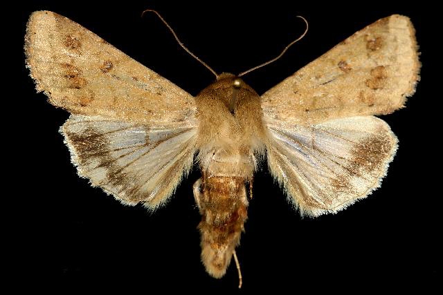The adult moth, Helicoverpa zea. (Photo courtesy of Wikipedia)
